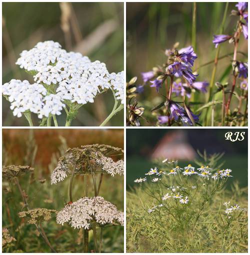 wildblomster.jpg